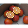 Navel Orange